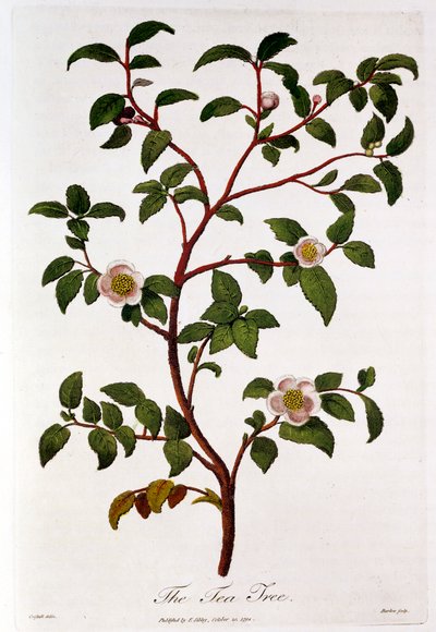 Tea: a Camellia sinensis ága, 1798 alkotó: Unbekannt