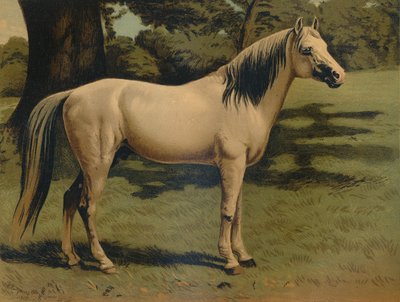 Sir Hope Grant tábornok arab pónitöltője, 1879. alkotó: Unbekannt