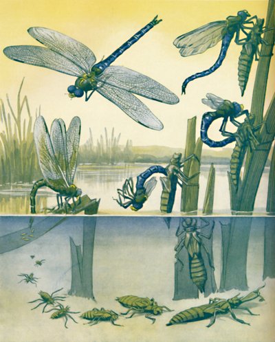 A gyönyörű szitakötők élettörténete, 1935 alkotó: Unbekannt