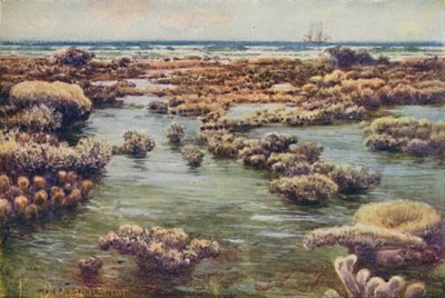 A Nagy Korallzátony, 1923. alkotó: Unbekannt