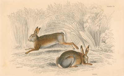 A Hare Lepus europaeus, 1828 alkotó: Unbekannt