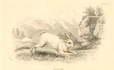A Hare Lepus europaeus, 1828 alkotó: Unbekannt