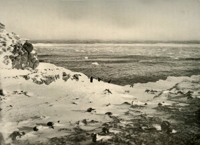 Az utolsó pingvinek vándorlásuk előtt, 1908 márciusában, 1909. alkotó: Unbekannt