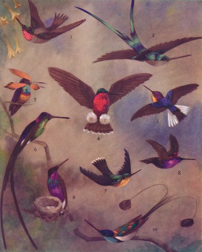 A kolibri madarak csodálatos színe, 1935 alkotó: Unbekannt
