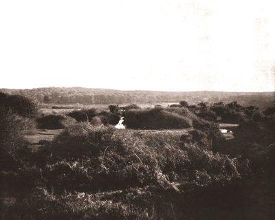 The New Forest, Hampshire, 1894. alkotó: Unbekannt
