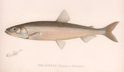 A Smeet Osmerus Mordax., 1920-as évek körül alkotó: Unbekannt