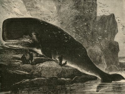 A sperma bálna, 1882. alkotó: Unbekannt