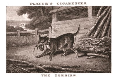 Terrier, 1924. alkotó: Unbekannt