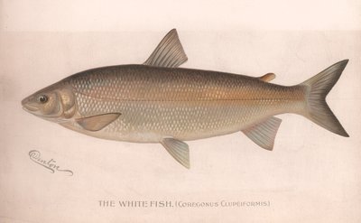 A fehér hal Coregonus Clupeiformis, az 1920-as évek körül alkotó: Unbekannt