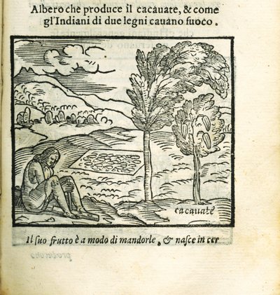 A kakaófa. Girolamo Benzoni Historia del Mondo Nuovo-jából, 1563. alkotó: Unbekannt