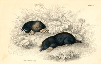 A megfázás Talpa europaea, 1828 alkotó: Unbekannt