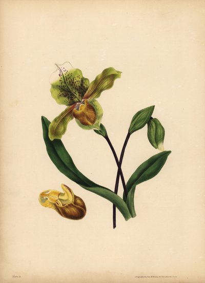 A nemes hölgypapucs, Cypripedium reginae, Hasonlatosság alkotó: Unbekannt