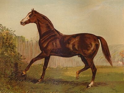 A telivér apa Blair Athol, a Derby & St Leger 1864 győztese, 1879. alkotó: Unbekannt