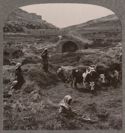 Gabona cséplés Jacobs Well közelében, 1900 alkotó: Unbekannt