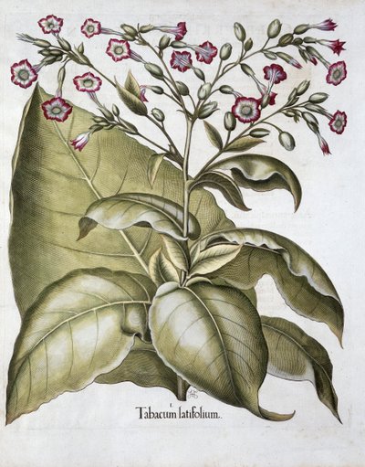 Dohánynövény, 1613 alkotó: Unbekannt