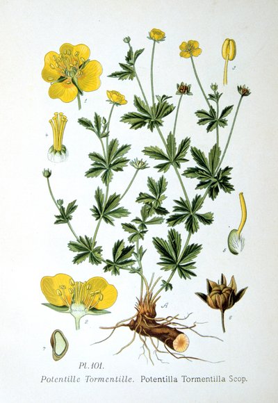 Tormentil, 1893 alkotó: Unbekannt