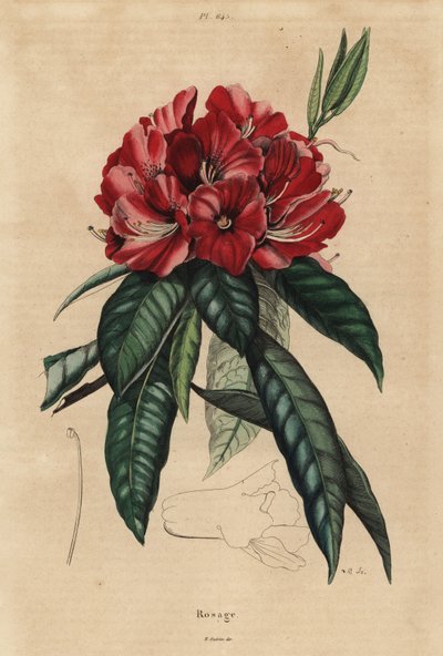 Fa rododendron, Rhododendron arboreum alkotó: Unbekannt