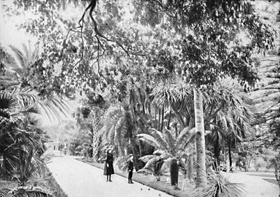 Trópusi pálmák és páfrányok a botanikus kertben, 1900. alkotó: Unbekannt