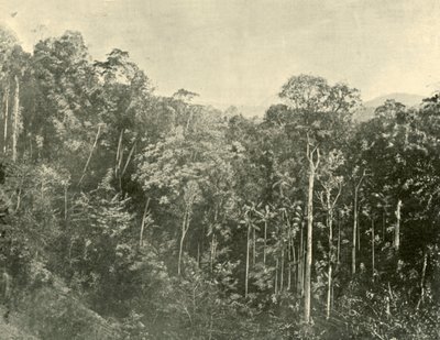 Tropical Scrubs, Blackall Range, Queensland, 1901. alkotó: Unbekannt