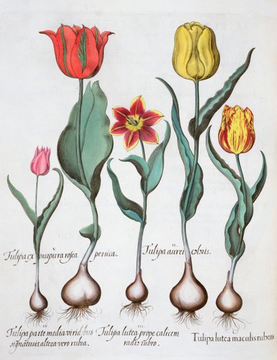 Tulipán, 1613 alkotó: Unbekannt