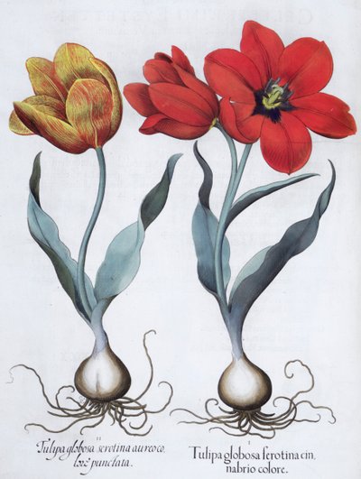 Tulipán, 1613 alkotó: Unbekannt