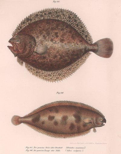 Turbolya, Rhombus maximus, közönséges nyelvhal Solea vulgaris, 1850-es évek alkotó: Unbekannt