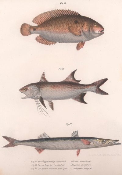 Kétfoltos Bimaculatus, afrikai vörösúszójú, közönséges barracuda, 1850-es évek alkotó: Unbekannt