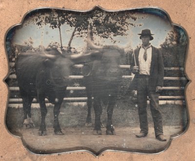 Két ökör és sofőr, 1850-es évek. alkotó: Unbekannt