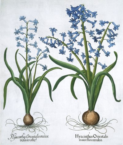 Két kék jácint, 1613 alkotó: Unbekannt