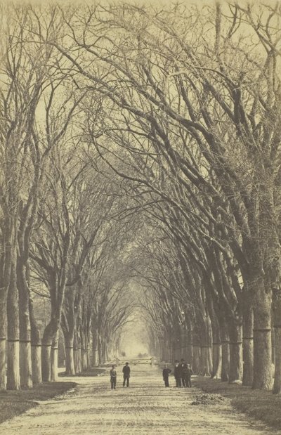 Névtelen fák sugárútja, 1840-1900. alkotó: Unbekannt