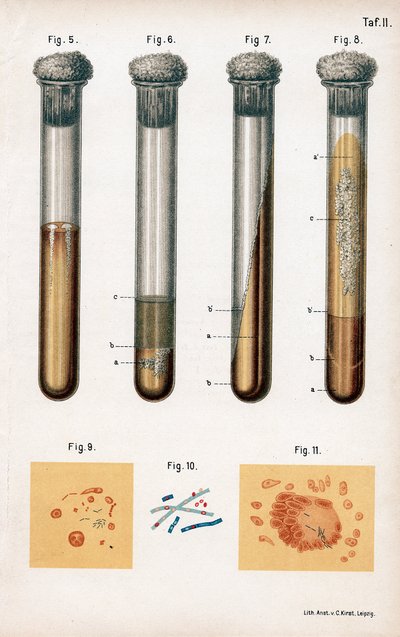 Különféle baktériumok, 1889 alkotó: Unbekannt