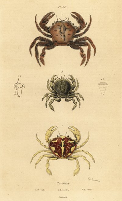 Bársonyrák, Necora puber 1, márványos úszórák, Liocarcinus marmoreus 2 és Pennant úszórák, Portumnus latipes 3 alkotó: Unbekannt