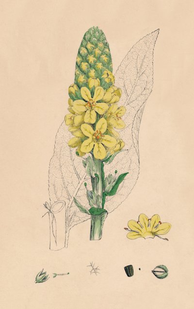 Verbascum Thapsus. Nagy Mullein, 19. század alkotó: Unbekannt