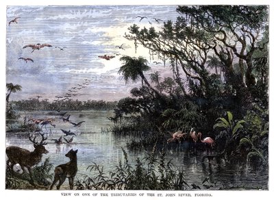 Kilátás a St John River egyik mellékfolyójára, Florida, 19. század alkotó: Unbekannt