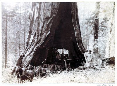 Óriás fán áthaladó kocsi, Észak-Amerika, 1900 körül alkotó: Unbekannt