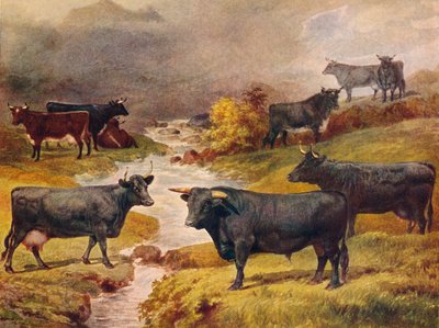Walesi fekete szarvasmarha, c1906 c1910 alkotó: Unbekannt