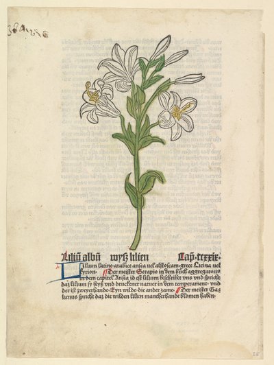 Fehér liliom, illusztráció: Gart der Gesundheit Sch.4332, 1485. március 28. alkotó: Unbekannt