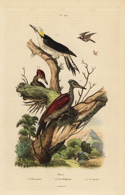 Fehér harkály, Melanerpes candidus, Fülöp törpe harkály, Yungipicus maculatus, hím és nőstény alkotó: Unbekannt