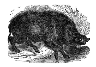 Vaddisznó, 1848 alkotó: Unbekannt