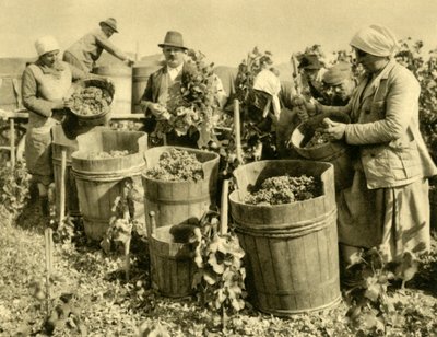 Borszüret Baden bei Wien közelében, Alsó-Ausztria, 1935. alkotó: Unbekannt