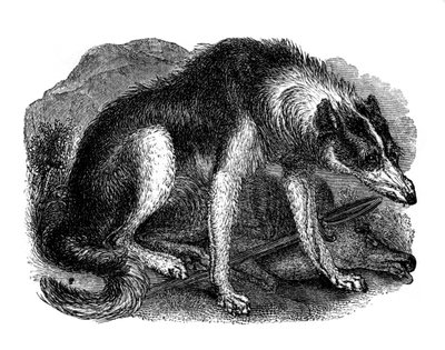 Farkaskutya, 1848 alkotó: Unbekannt