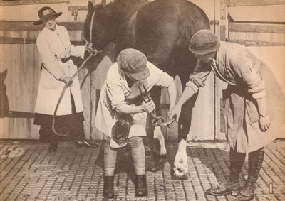 Nők patkolókovácsként egy nagy fuvarozási kontaktorcég lókórházában, c1916, 1935 alkotó: Unbekannt