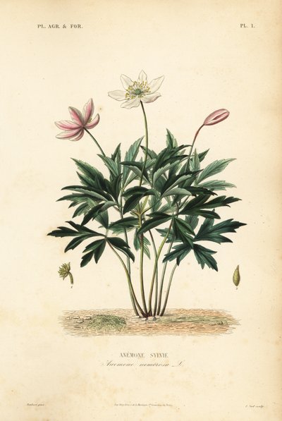 Erdei kökörcsin vagy szélvirág, Anemone nemorosa, Anemone sylvie alkotó: Unbekannt
