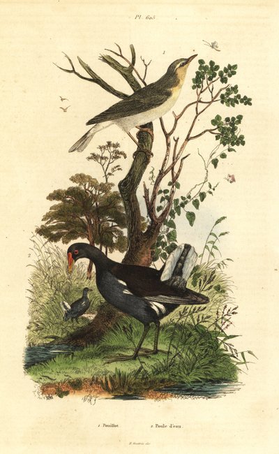 erdei poszáta, Phylloscopus sibilatrix és lápréce, Gallinula chloropus alkotó: Unbekannt