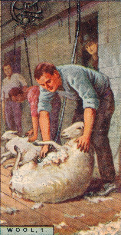 Gyapjú, 1. – Birkák nyírása gépekkel, Ausztrália, 1928 alkotó: Unbekannt