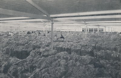 Gyapjú eladó egy melbourne-i bemutatóteremben, 1923. alkotó: Unbekannt