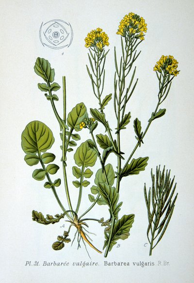Sárga rakéta, 1893 alkotó: Unbekannt