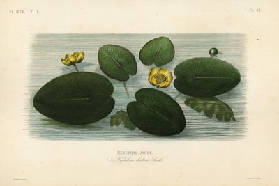 Sárga tavirózsa, Nuphar lutea, Nenuphar lutea, Nenuphar jaune alkotó: Unbekannt