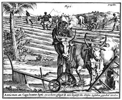 Igás ökrök és szántóföldek, Dél-Afrika, 18. század 1931 alkotó: Unbekannt