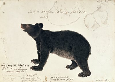Rajz egy ázsiai fekete medvéről, Ursus Tibetanusról, Himalája középső régiójából alkotó: Unbekannt Unbekannt